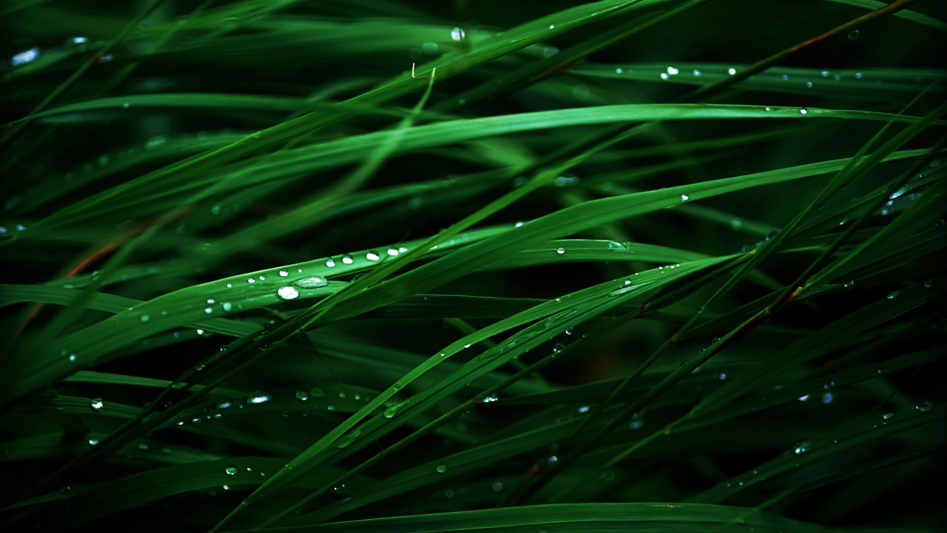 Lush Green Grass - HD Wallpapers