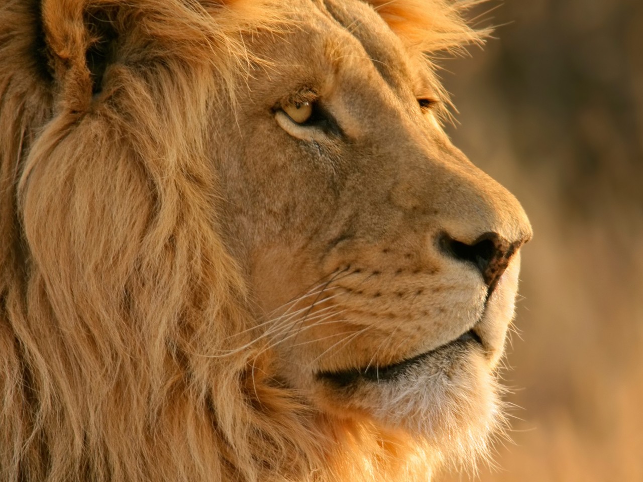 [Image: Majestic-Lion-Wallpaper-1280x960.jpg]