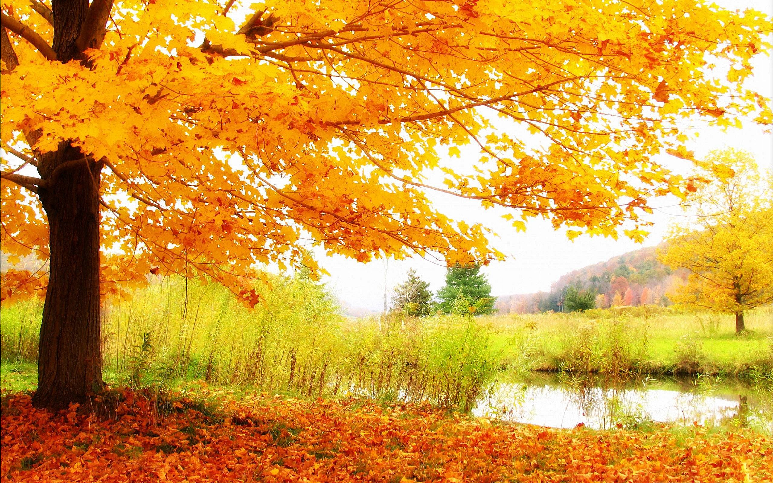 HD Autumn Scenery Wallpaper - HD Wallpapers