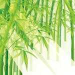 High resolution bamboo wallpaper