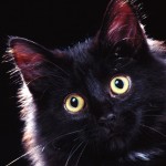 Surprised cat HD wallpaper