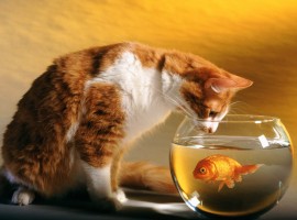 Cat and goldfish wallpaper