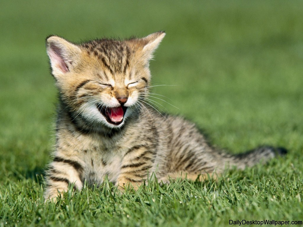 Yawning cat wallpaper - High Definition, High Resolution HD Wallpapers : High  Definition, High Resolution HD Wallpapers