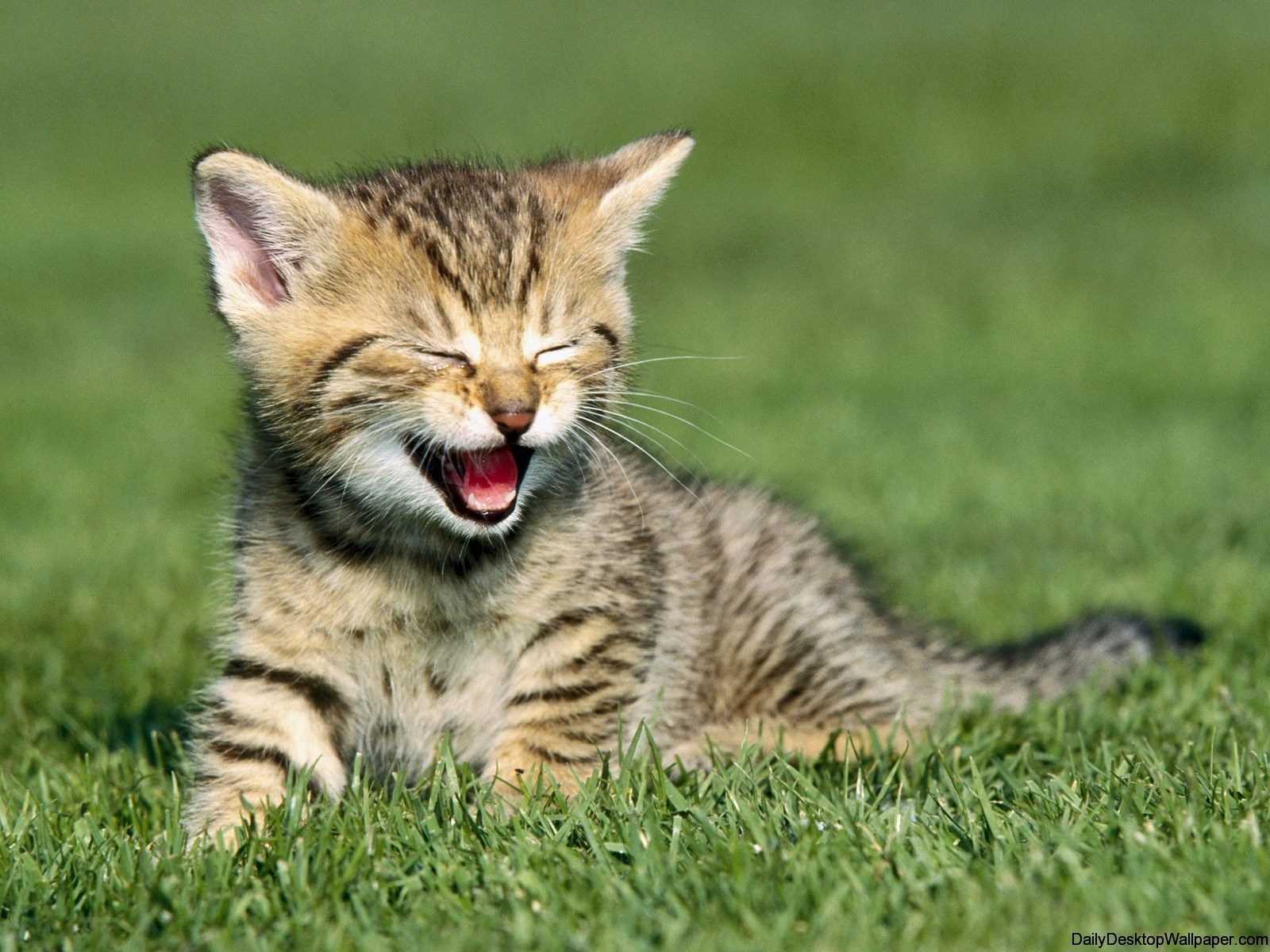 Yawning cat wallpaper