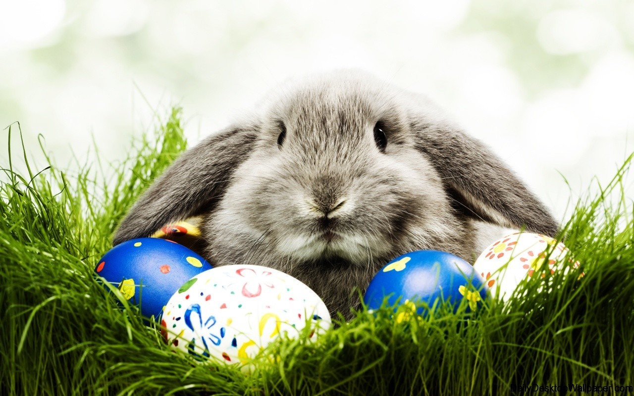 Easter bunny wallpaper