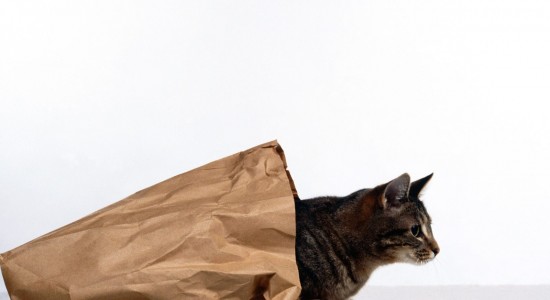 High resolution cat out of bag wallpaper