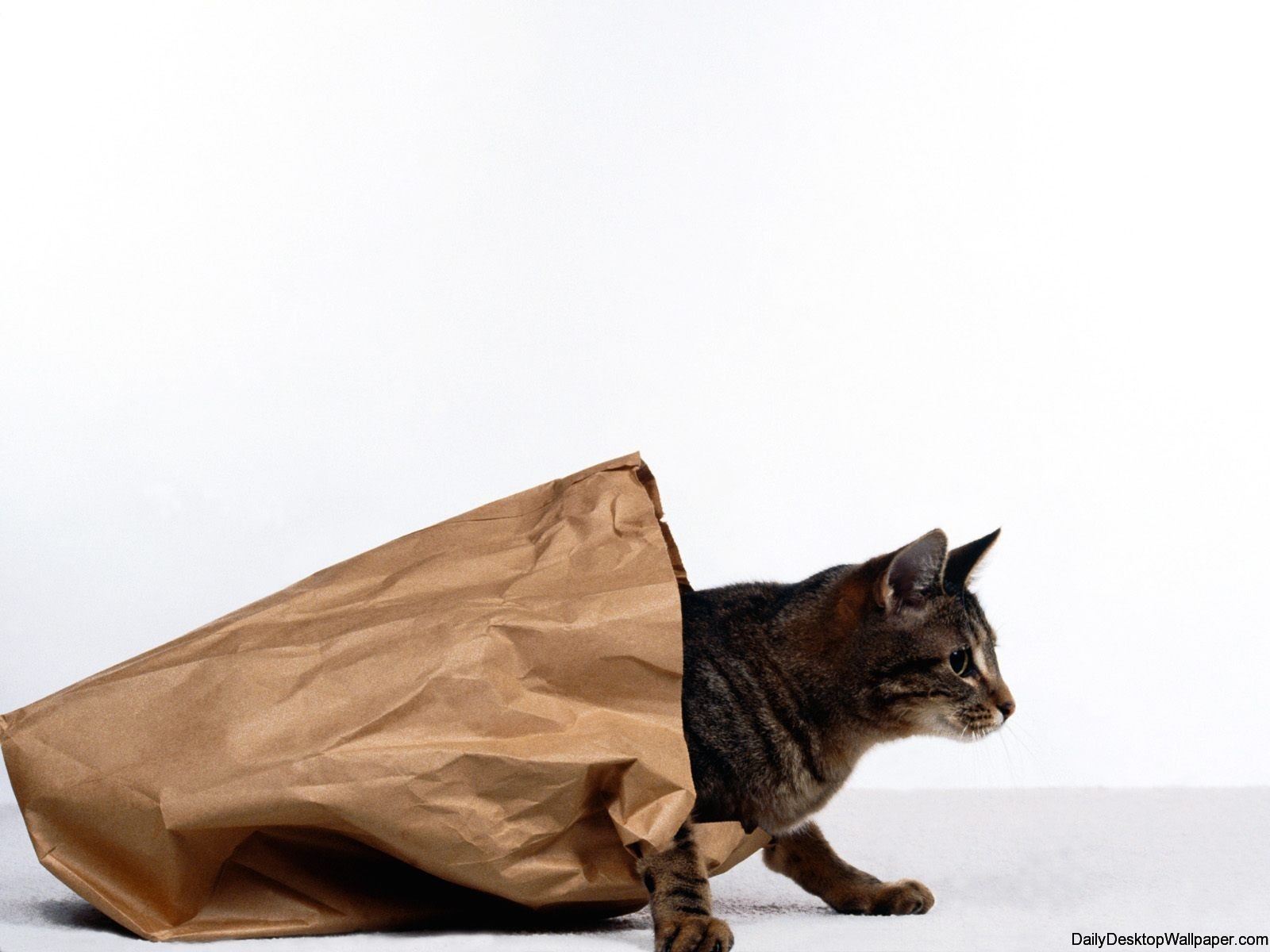 Cat in a bag wallpaper