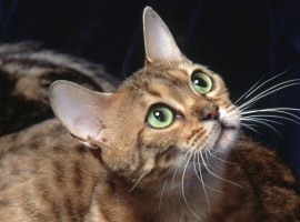 Wide eyed cat wallpaper