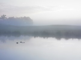 Ducks on a misty pond wallpaper