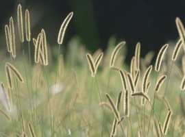 Bristle Grass wallpaper
