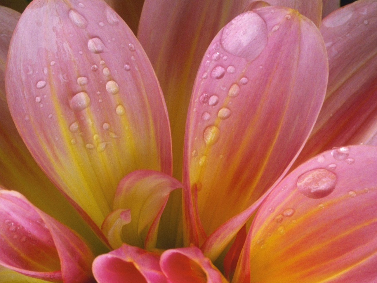 Flowers With Drops Of Water 4k Wallpaper Download For Desktop Mobile Phones  And Laptops 3840x2400 : Wallpapers13.com