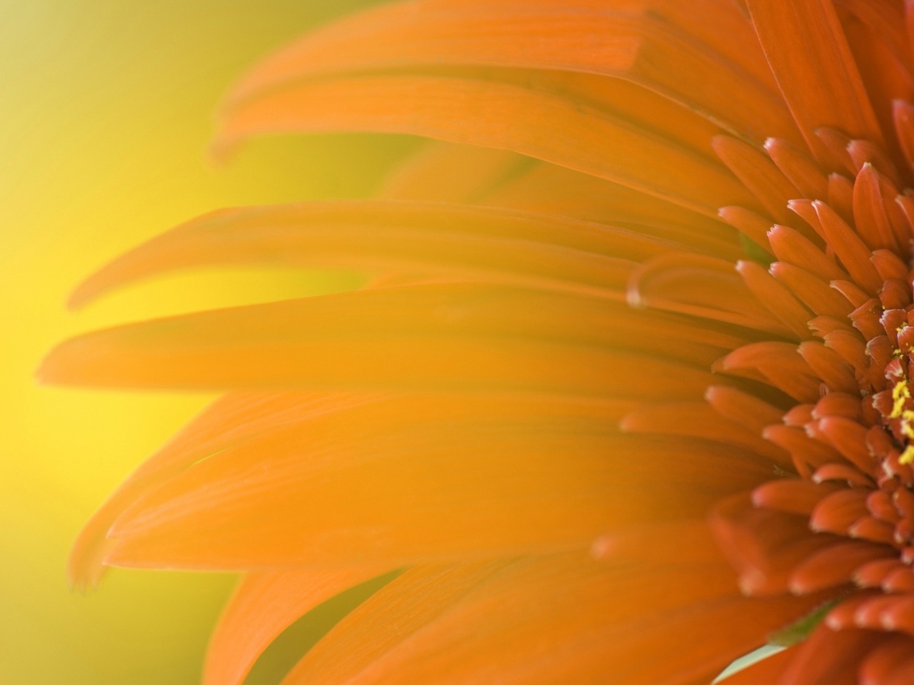 Windows 8 Flower Wallpaper - High Definition, High Resolution HD
