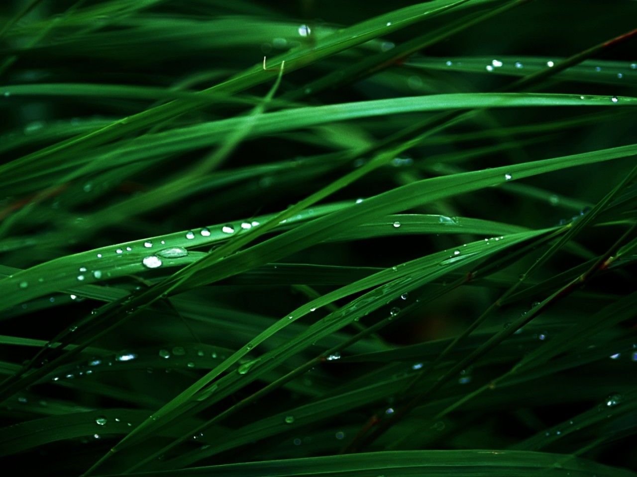 High resolution green grass background hires stock photography and images   Alamy