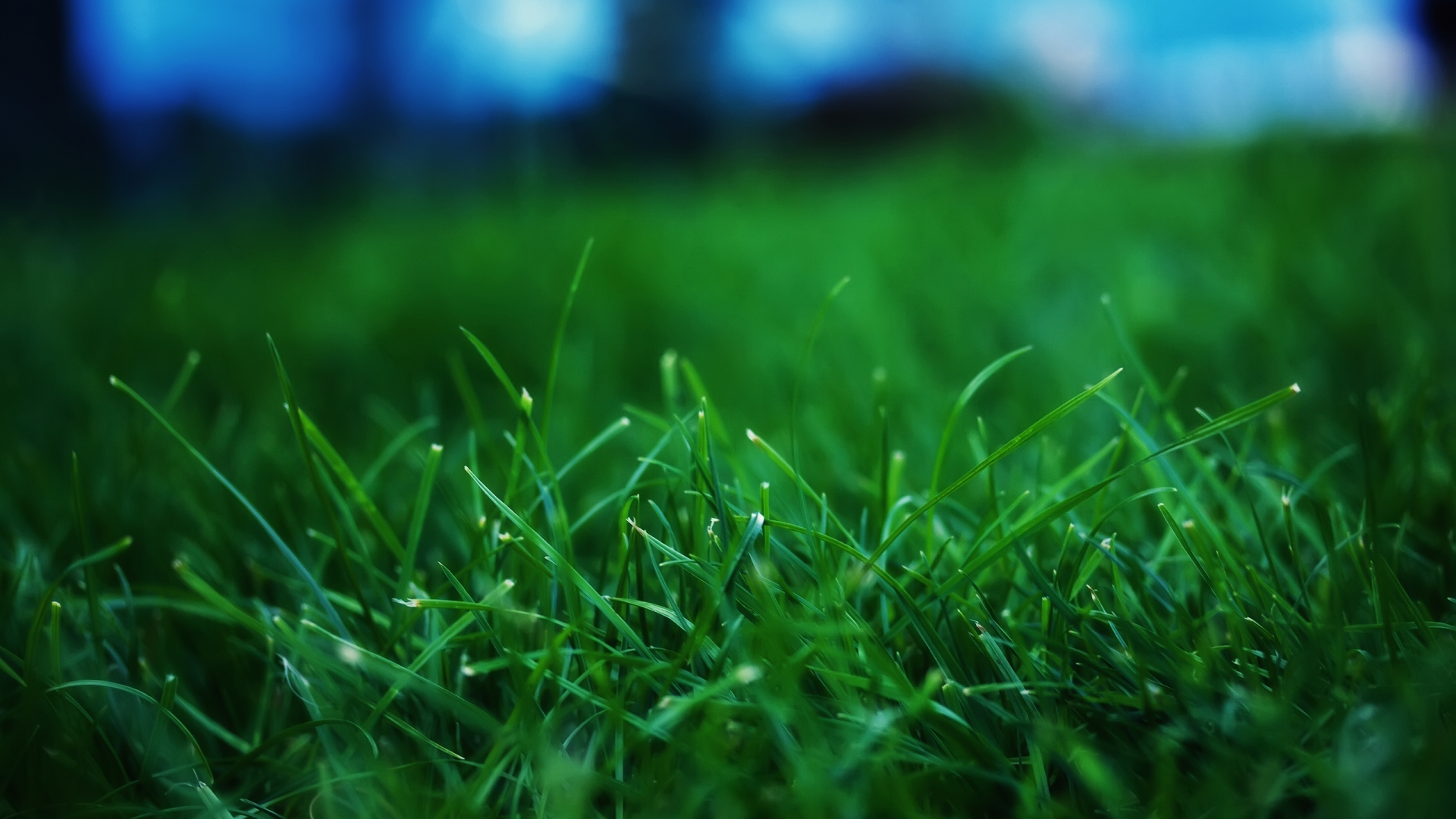 Close up grass wallpaper - High Definition, High Resolution HD