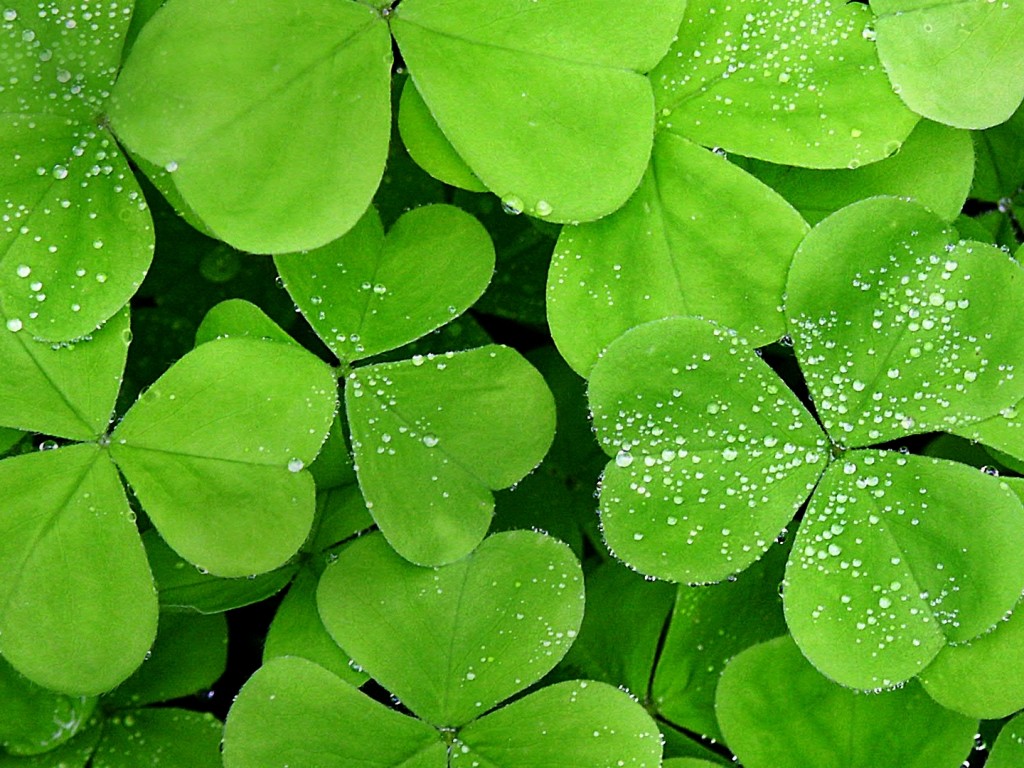 Water leaf wallpaper - High Definition, High Resolution HD Wallpapers ...