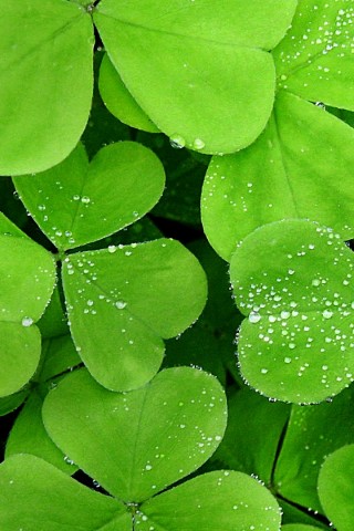 Water leaf wallpaper - High Definition, High Resolution HD Wallpapers