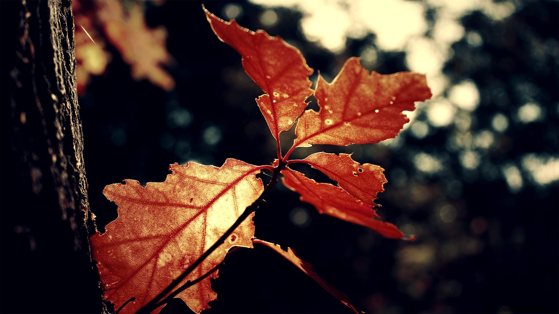Autumn Oak Leaf - High Definition, High Resolution HD Wallpapers : High
