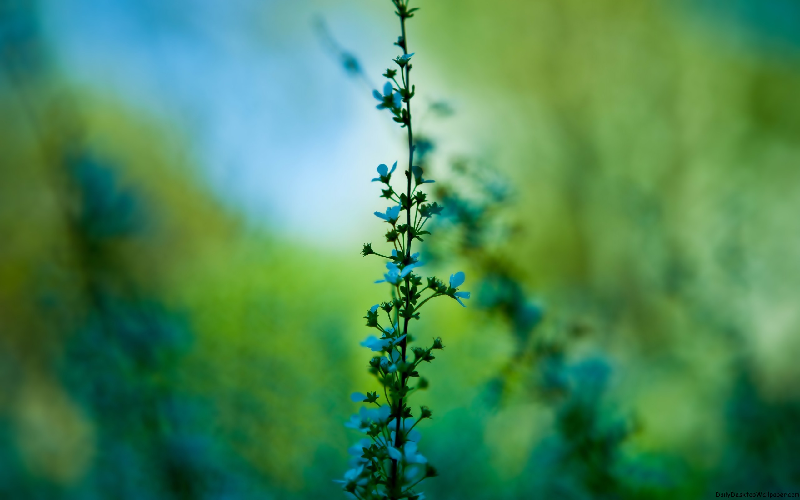 Delicate Blue Flowers