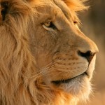 Majestic Lion Nature Wallpaper
