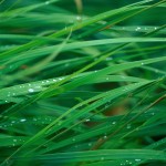 Up close blades of grass with water droplets wallpaper