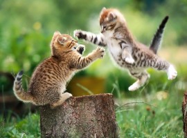 Kittens Playing Wallpapers