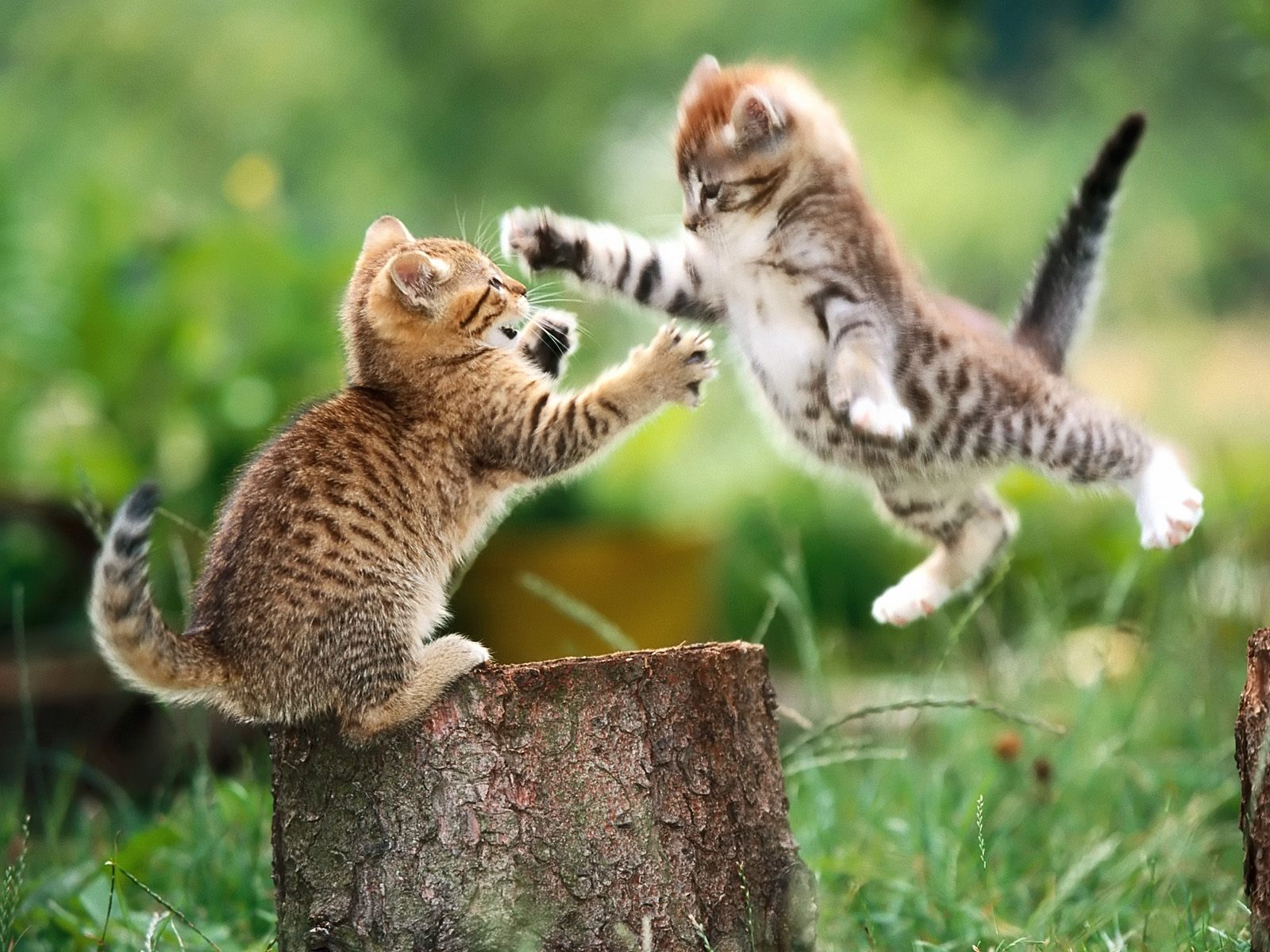 Kittens Playing Wallpapers