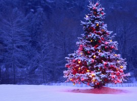 Lone Christmas Tree Wallpaper