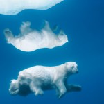 Reflective Polar Bear