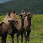 3 Camels Wallpaper