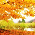 HD Autumn Scenery Wallpaper