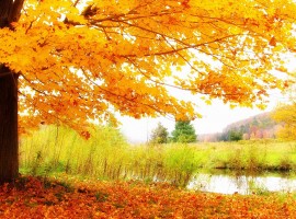 HD Autumn Scenery Wallpaper