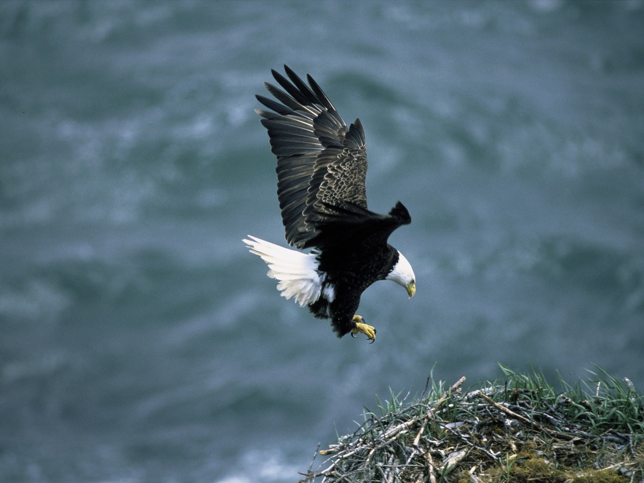 Wallpaper Eagle flying bird mountain animal images for desktop section  животные  download