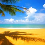 Sunny Palm Tree Beach