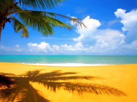 Sunny Palm Tree Beach