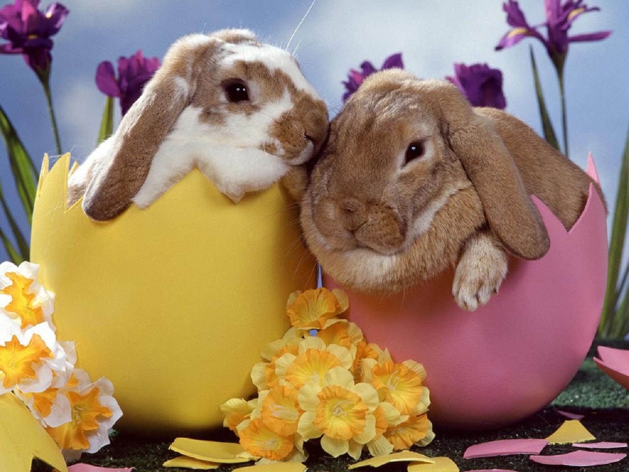 Easter Bunny Wallpaper - High Definition, High Resolution HD Wallpapers :  High Definition, High Resolution HD Wallpapers