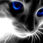 Abstract Special Effect Cat