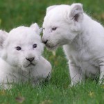 Baby White Lions