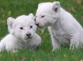 Baby White Lions