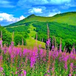 Beautiful Picturesque Scenery with Wonderful Pink Flowers
