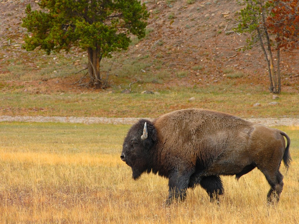 Bison wallpaper - High Definition, High Resolution HD Wallpapers : High  Definition, High Resolution HD Wallpapers