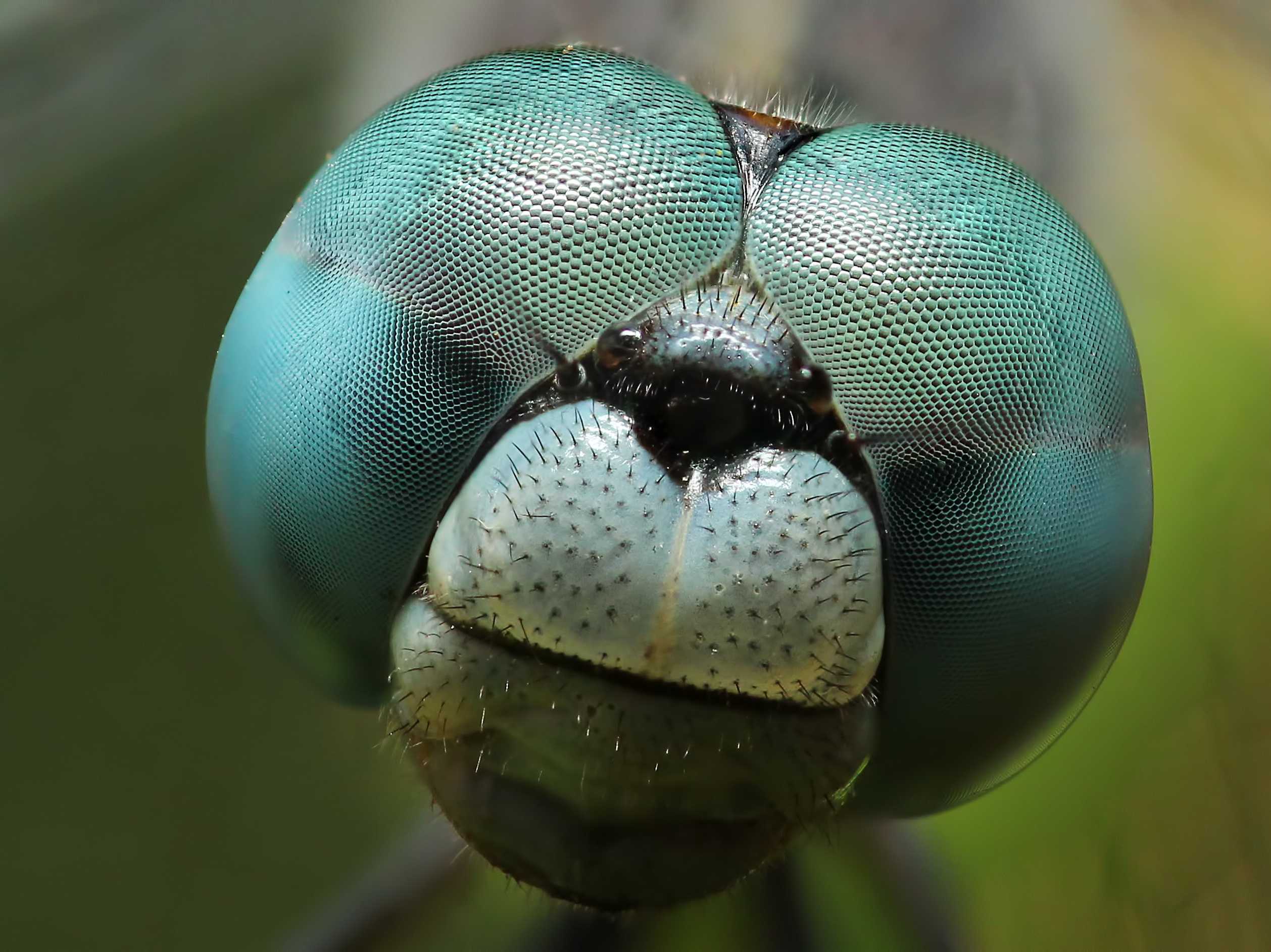Close Up Dragonfly - High Definition, High Resolution HD Wallpapers : High  Definition, High Resolution HD Wallpapers