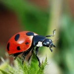 Close Up Ladybird