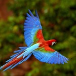 Colourful Flying Bird