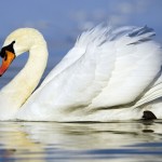 Graceful Swan