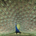Majestic HD Peacock
