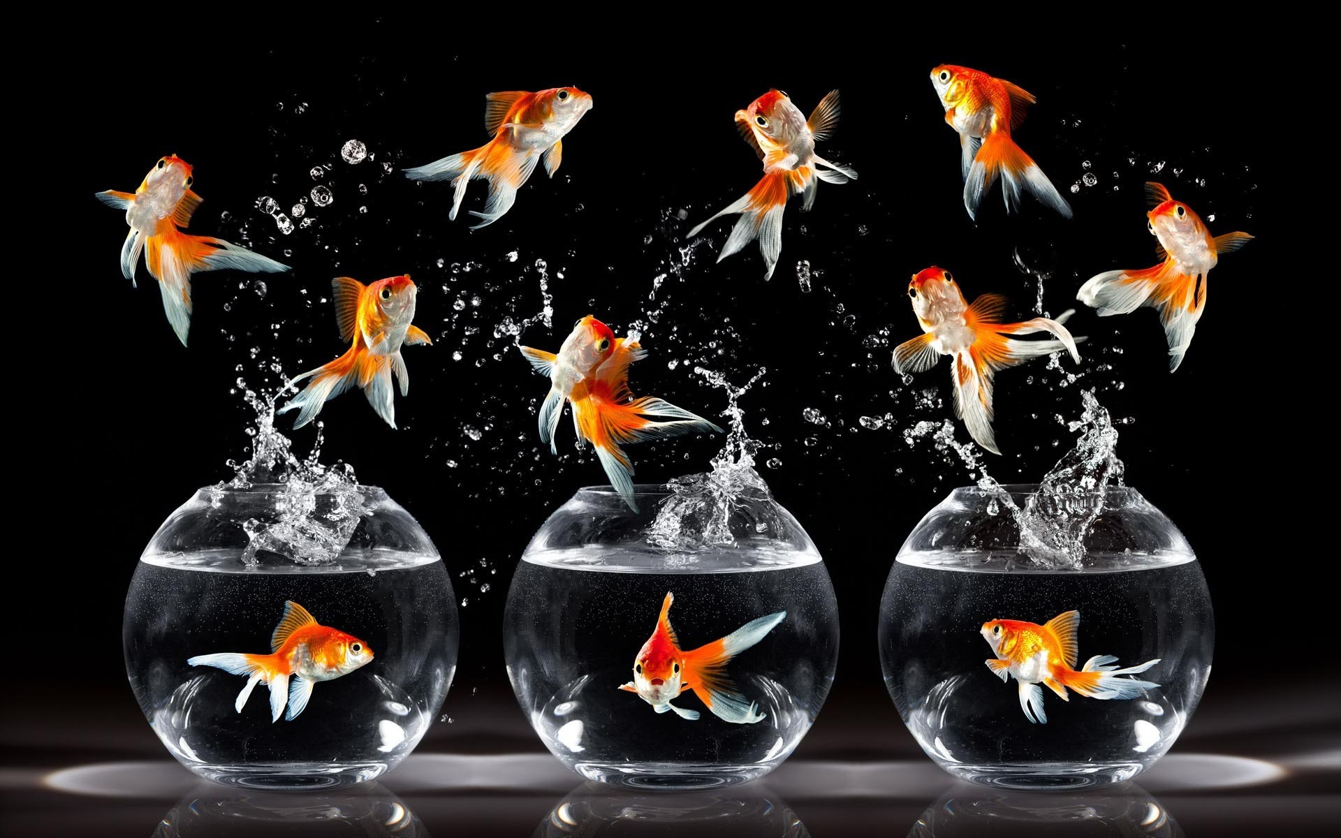 Goldfish Galore