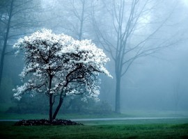 Lone Snow White Tree