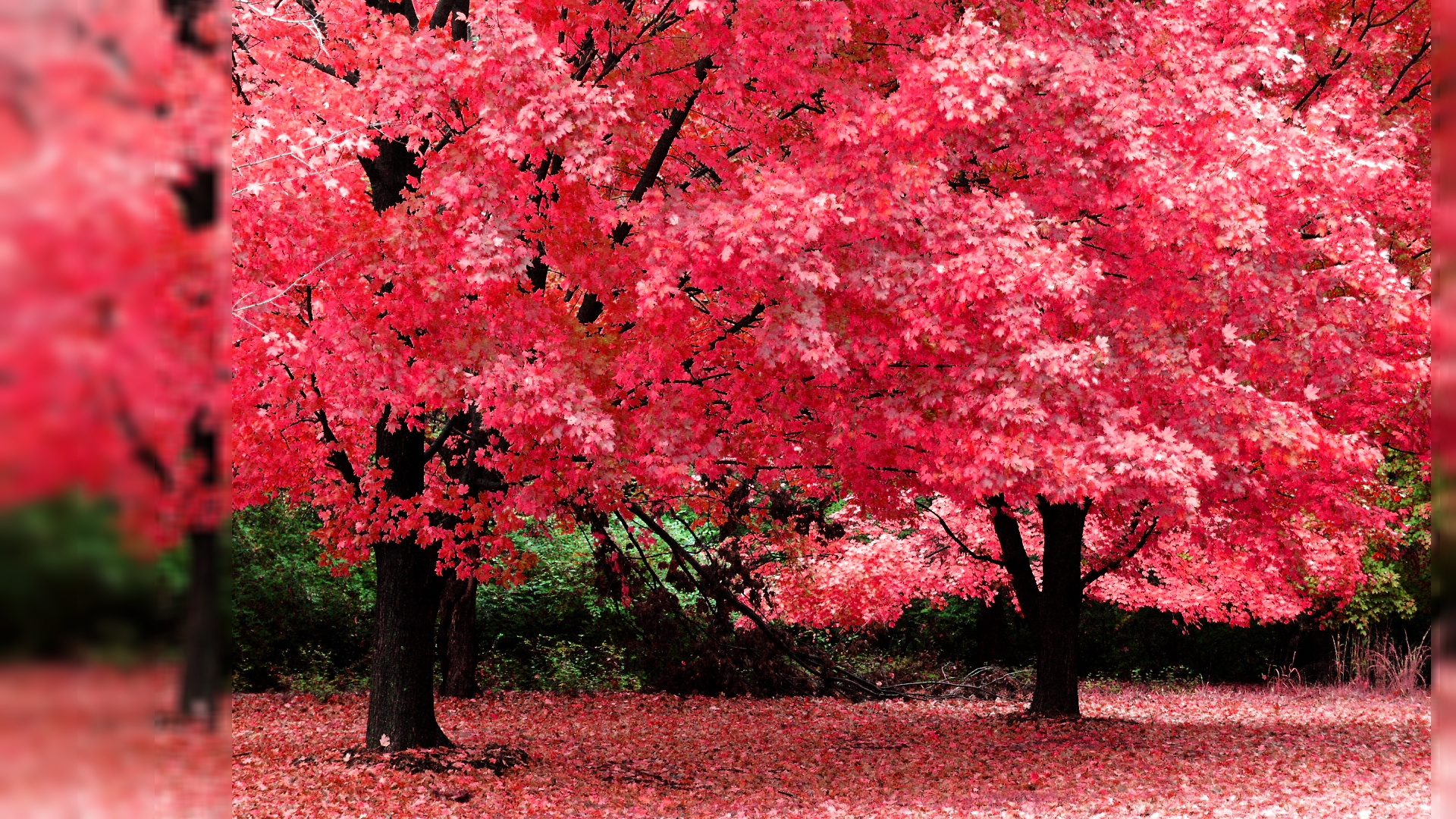 Pink Leaves
