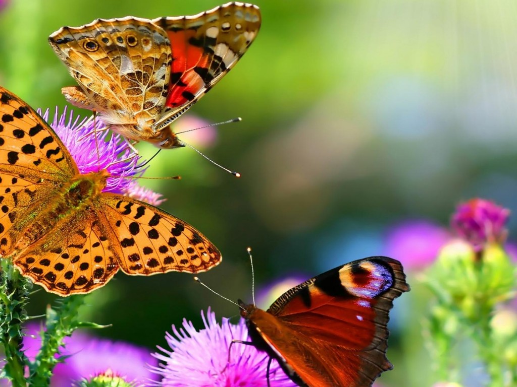 Download Butterflies wallpapers for mobile phone free Butterflies HD  pictures