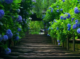 Stairway to a Garden of Nature